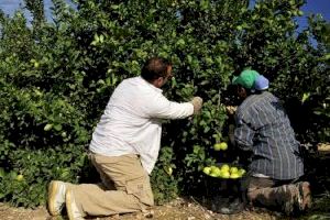 Turquía monopolizó hasta agosto el 87% de las alertas europeas hortofrutícolas por uso de pesticidas no autorizados en la UE