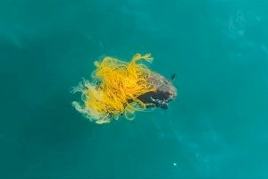VIDEO | Un dron salva en las playas de Guardamar a una tortuga marina en peligro de extinción