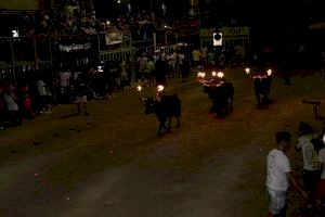 Gran acogida de público en la entrada de toros embolados de la Misericòrdia
