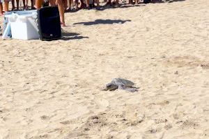 Ayer tuvo lugar la suelta de una tortuga en Alboraya por la Fundació Oceanogràfic