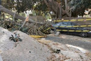 Varios heridos tras caer la rama de un árbol monumental de Valencia