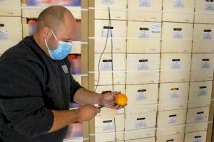 El CGC exige a la CE que investigue el alcance de los incumplimientos del cold treatment a las naranjas de Sudáfrica