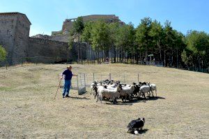 El concurs de gossos de rabera torna al prat de l’Albereda a la 764a Fira de Morella