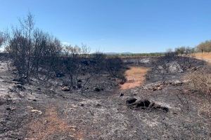 Más de 700.000€ en pérdidas agrícolas por el incendio de Bejís entre los socios de la Cooperativa de Viver