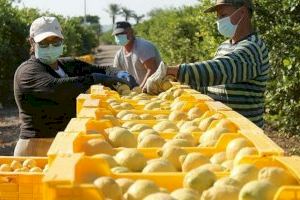 Inflació o especulació? Agricultors valencians denuncien la diferència de preus entre origen i mercat
