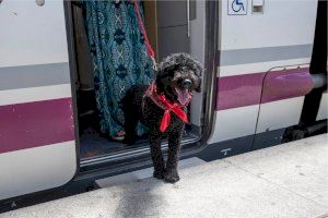 Mascotas viajeras: estos son los perros permitidos por Renfe