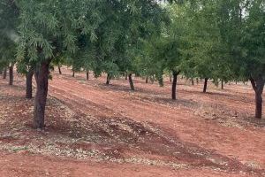 La cosecha de almendra en la Comunitat Valenciana cae a la mitad este año