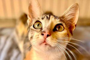 Castelló organitza una jornada per als amants dels gats i les colònies de carrer