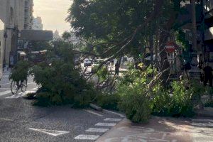 Diverses branques d'un arbre cauen a un carril bici de València