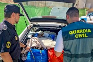 18 detenidos y 55 investigados por robar más de 110 toneladas de algarroba en el Camp de Túria y La Ribera Alta