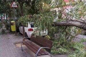 La caída de árboles en Valencia enfrenta a PP y Compromís: se acusan mutuamente de recortar el gasto en poda