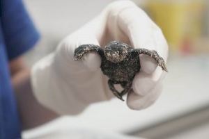 Nace en la Fundación Oceanogràfic la primera tortuga marina del único nido registrado este año en España