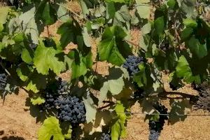 Els viticultors valencians són els que menys cobren pel seu raïm de tota Espanya
