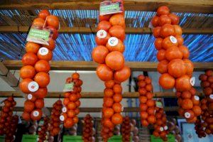 Alcalà de Xivert recupera la fira de la tomata de penjar pese al descens a la meitat de la seua producció