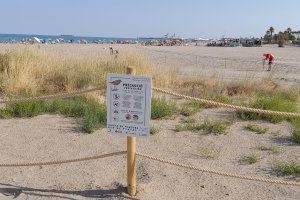 Finalizado el programa de sensibilización para proteger al chorlitejo en la playa del Serradal de Castellón