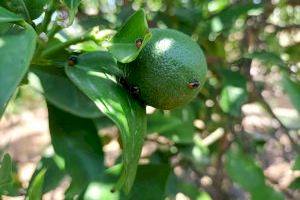La incidencia del cotonet desciende un 20% en los naranjos de Castellón