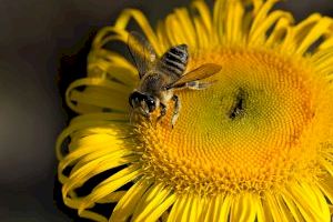 Una conocida marca de turrones convoca un casting para grabar un villancico que salve las abejas
