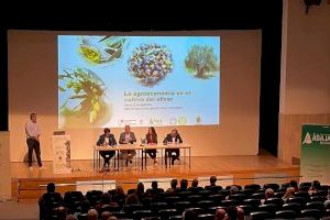 Nace 'Olis d’Alacant' para poner en valor el cultivo del olivar de la provincia