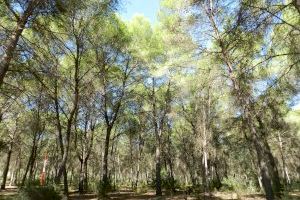 La Diputación de Valencia destinará 8 millones de euros la gestión forestal y la prevención de incendios