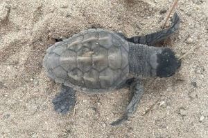 Vuelven al mar las tortugas halladas en El Puig