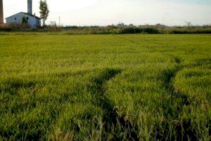 Malas perspectivas en la producción del arroz bomba de l’Albufera