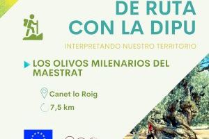 La Diputació de Castelló represa el seu programa ‘De ruta amb la Dipu’ amb una excursió per les oliveres mil·lenàries del Maestrat