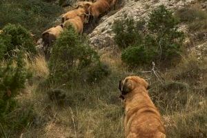 AVA-ASAJA: “El Botànic rompe el consenso y cae en el absurdo de equiparar los perros de trabajo del medio rural con mascotas”