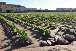 Un estudi analitza el canvi de València cap a un model agroalimentari més sostenible