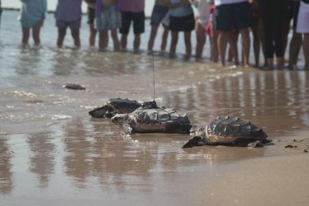 VIDEO | Catorce tortugas marinas vuelven a nadar en libertad por el Mediterráneo