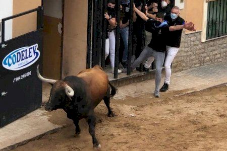 La Vall d'Uixó exhibirà 37 bous el mes d'octubre: Consulta el calendari per dies