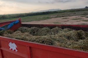 Sueca es prepara per a l'inici de la campanya de la sega de l'arròs
