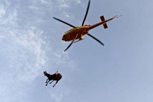 Los bomberos sacan en helicóptero a una yegua atrapada en una zanja en Pinoso