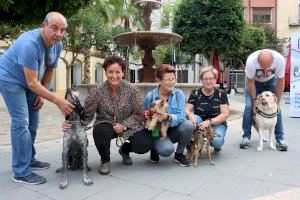 El PP de Onda creará la Concejalía de Bienestar Animal para favorecer el cuidado de las mascotas