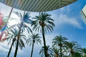 Orihuela retira las infrutescencias de 324 palmeras de la vía publica y parques