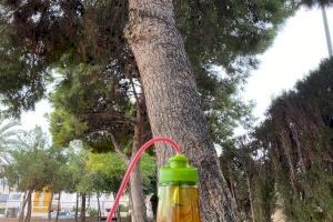 Tratamiento preventivo contra la procesionaria del pino en El Campello