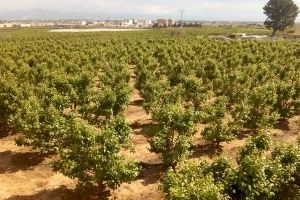 Una propuesta de la CE conlleva prohibir todos los fitosanitarios en más del 80% de la C. Valenciana