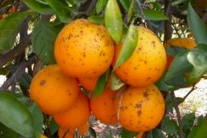 La llegada de naranjas con plaga procedentes de terceros países crece un 23% hasta septiembre