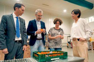Un almacén de naranjas de Almenara recibe el primer crédito de la Generalitat para modernizar el sector