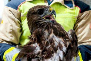 Rescaten una àguila que estava atrapada en un arbre de Castelló