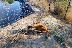 Localizan un zorro malherido y un conejo fallecido atrapados en cepos en Guadassèquies (Valencia)