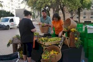 Castelló inicia la Fira de la Taronja con las primeras variedades de temporada