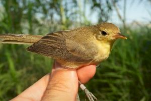 El CDR la Safor impulsa una investigació sobre la comunitat d’aus de la Marjal de la Safor i la seua resposta enfront pressions ambientals