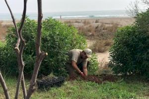 Castelló impulsa una nova plantació de flora autòctona en la microreserva de la platja del Serradal