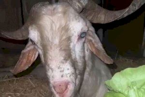 Vecinos de Callosa de Segura salvan la vida de una cabra herida que querían sacrificar