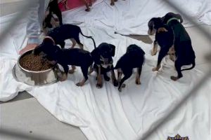 La Policia de Dénia rescata a 18 gossos que vivien en condicions precàries en una barraca