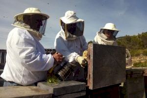 La collita de mel cau un 70% en la Comunitat per les intenses pluges de primavera