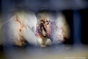 Salvan la vida a 11 pollos a las puertas de un matadero de Valencia