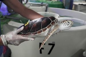 Cuatro tortugas verdes en peligro de extinción llegan desde Japón a Valencia