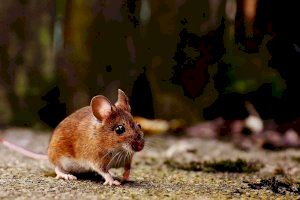 Les rates "arriben" fins al ple de l'Ajuntament de València