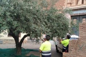 L'Ajuntament d'Almenara recull les olives de les oliveres de les zones verdes per a fer oli destinat al menjador de l'Escola Infantil